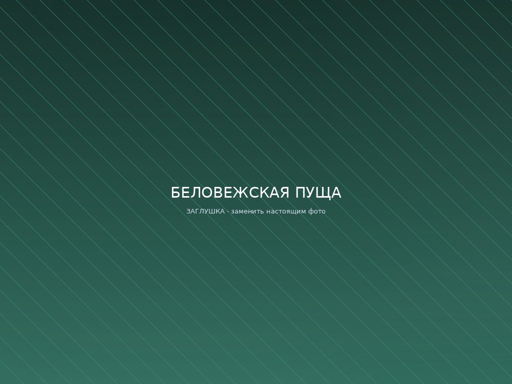 Беловежская пуща